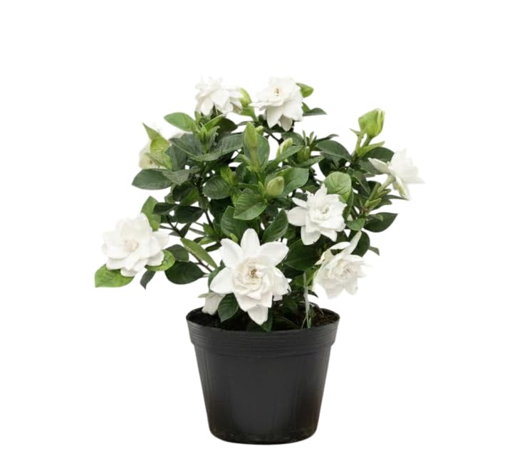 White Gardenia Live Plant 6-8 Inch Tall 3.5 Inch Pot R71145