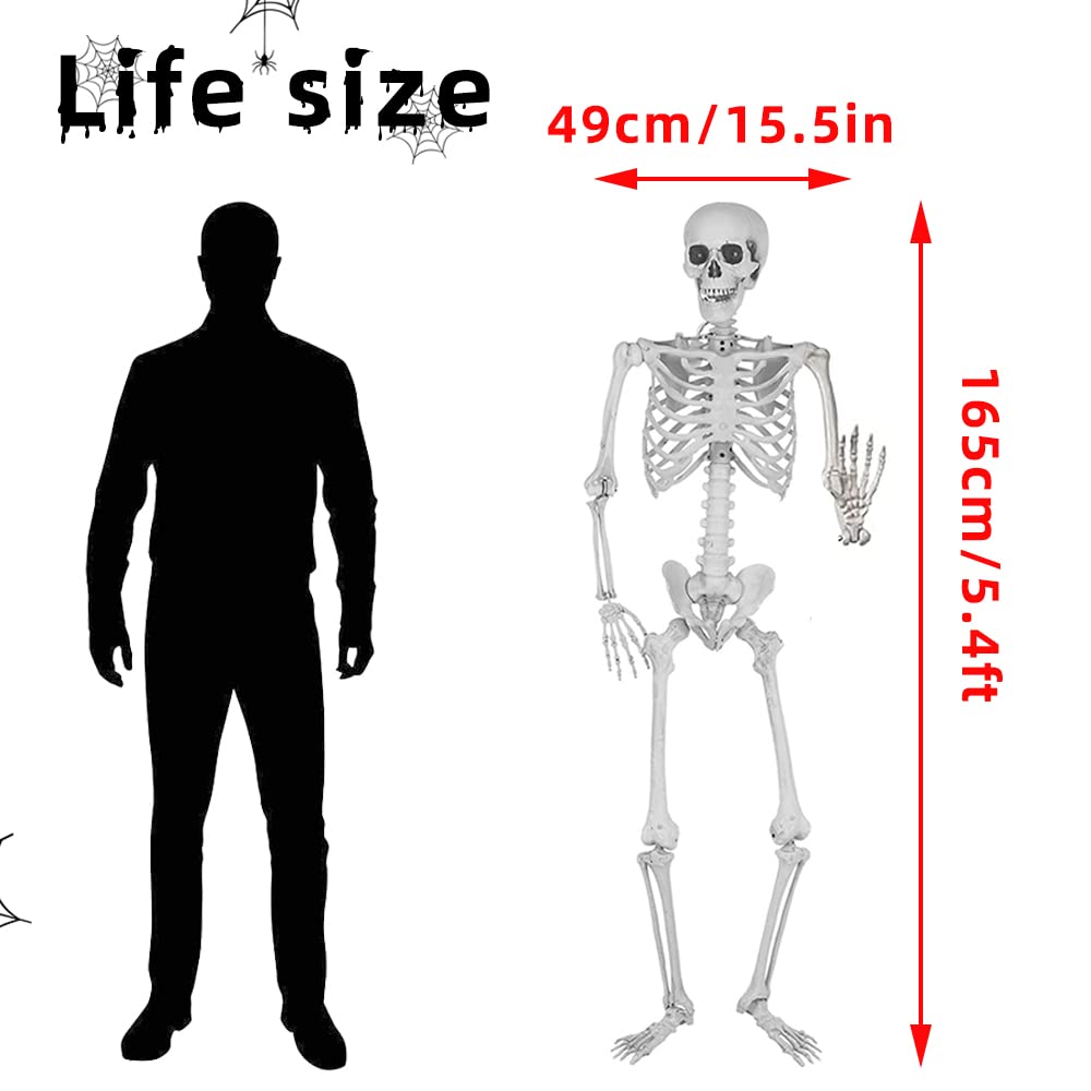 5.4Ft Life Size Skeleton with Movable Joints P83962