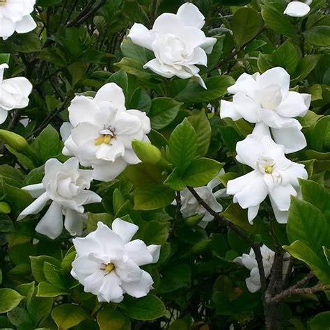 Gardenia Shrub 2 Gallon Plant V260