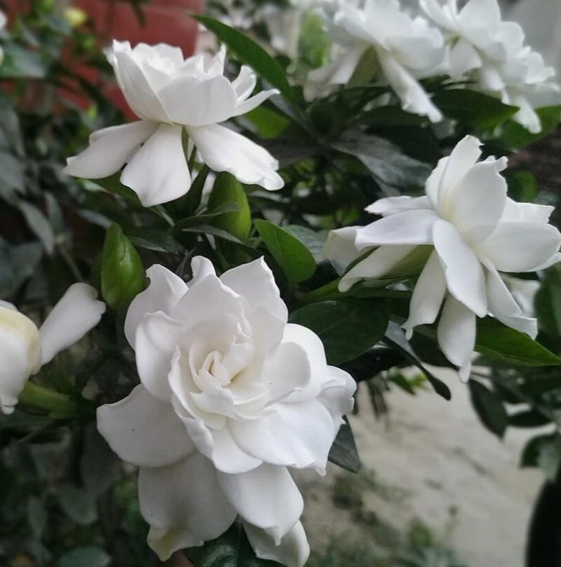 White Gardenia Live Plant 6-8 Inch Tall 3.5 Inch Pot R71145
