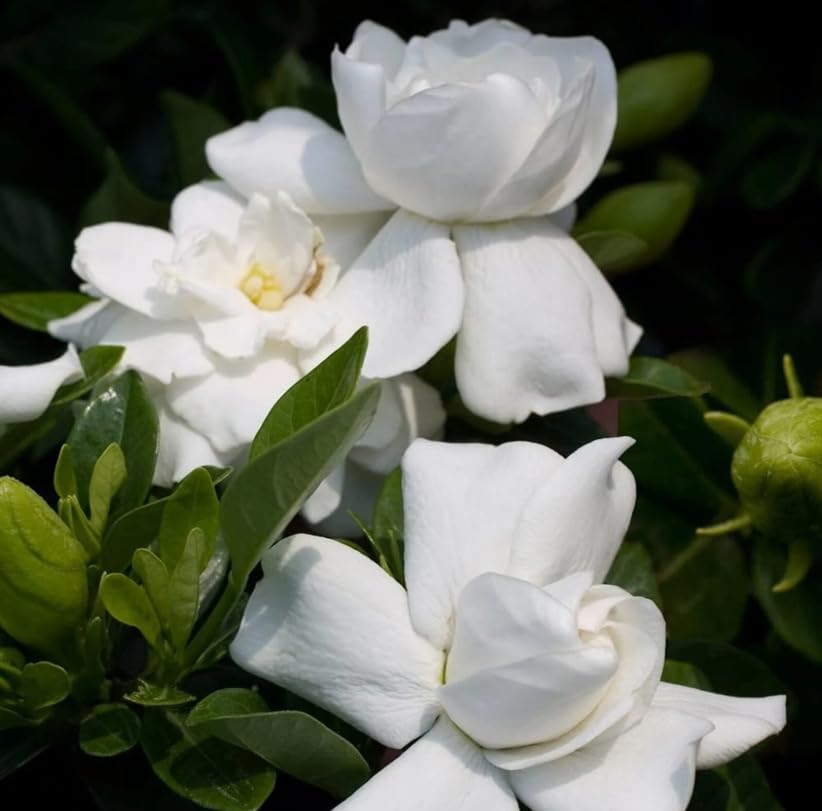 White Gardenia Live Plant 6-8 Inch Tall 3.5 Inch Pot R71145