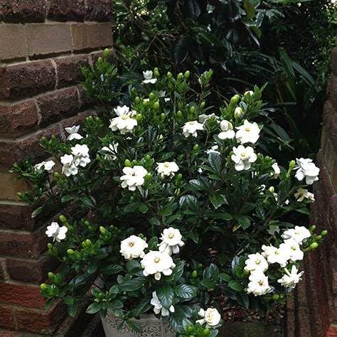 Gardenia Shrub 2 Gallon Plant V260