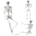 5.4Ft Life Size Skeleton with Movable Joints P83962