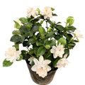 White Gardenia Live Plant 6-8 Inch Tall 3.5 Inch Pot R71145