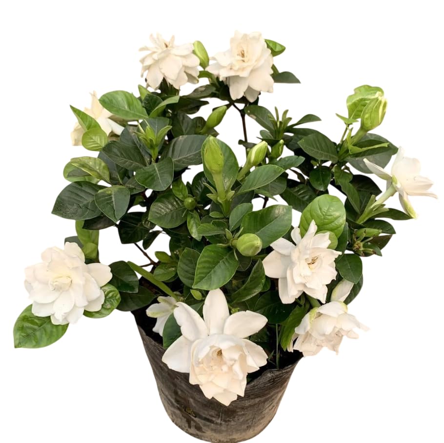 White Gardenia Live Plant 6-8 Inch Tall 3.5 Inch Pot R71145