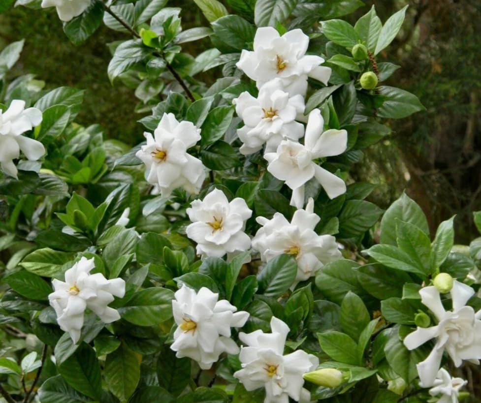 White Gardenia Live Plant 6-8 Inch Tall 3.5 Inch Pot R71145