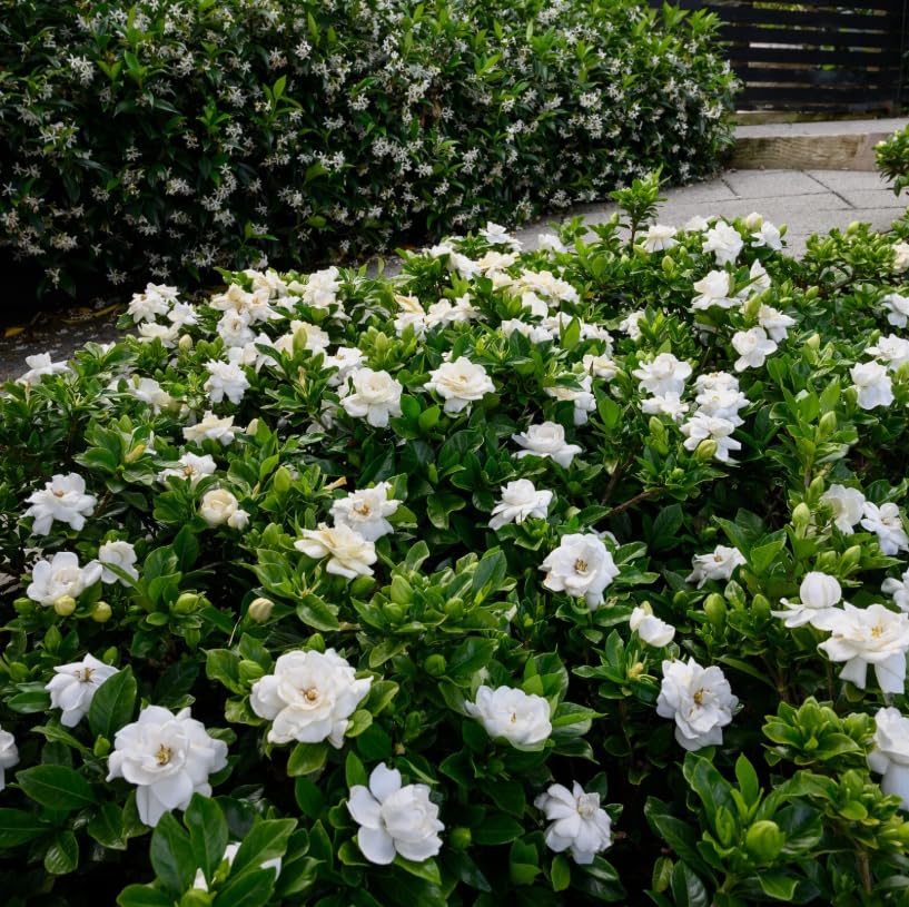 White Gardenia Live Plant 6-8 Inch Tall 3.5 Inch Pot R71145