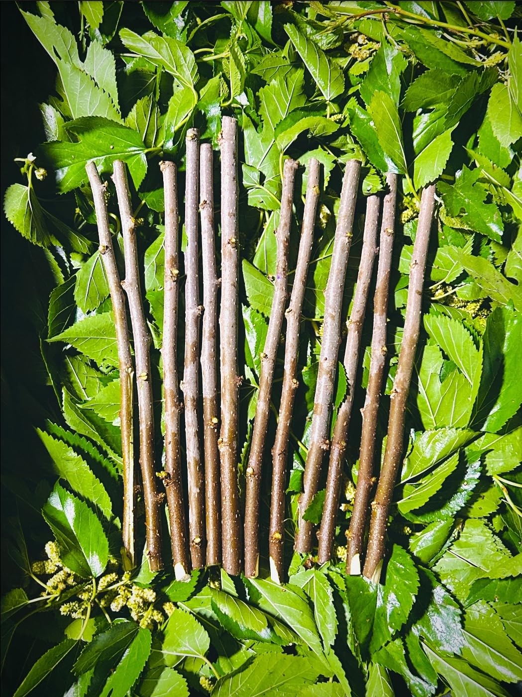White Mulberry Cuttings 8-10 inches (12) S767